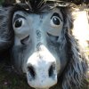 2012 Fasnacht Mittwoch